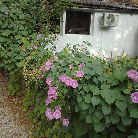 Casa Mocanu Giurgiu 외부 사진