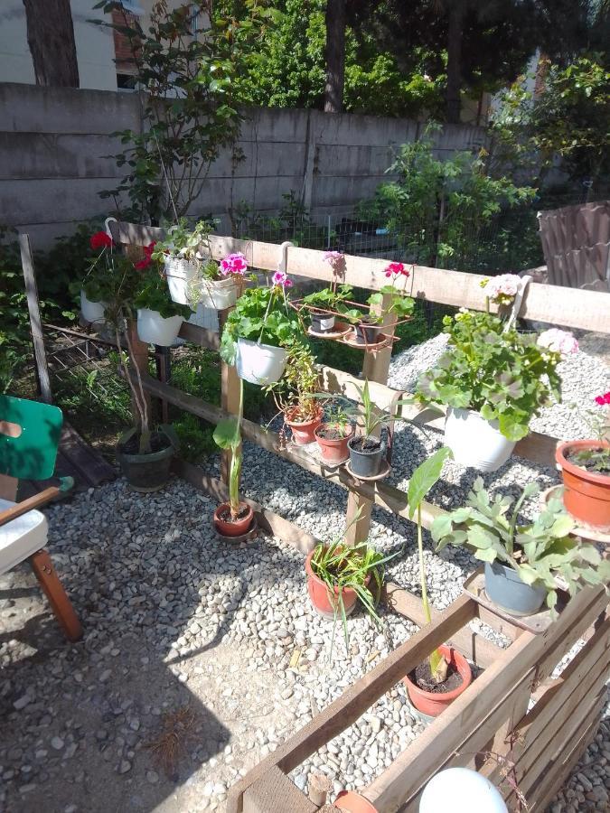 Casa Mocanu Giurgiu 외부 사진